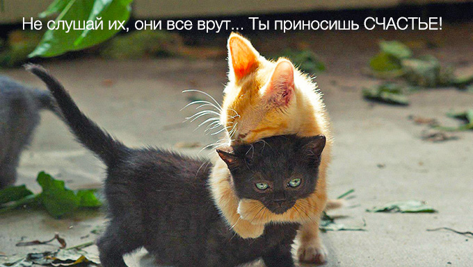 kitten-hug.jpg