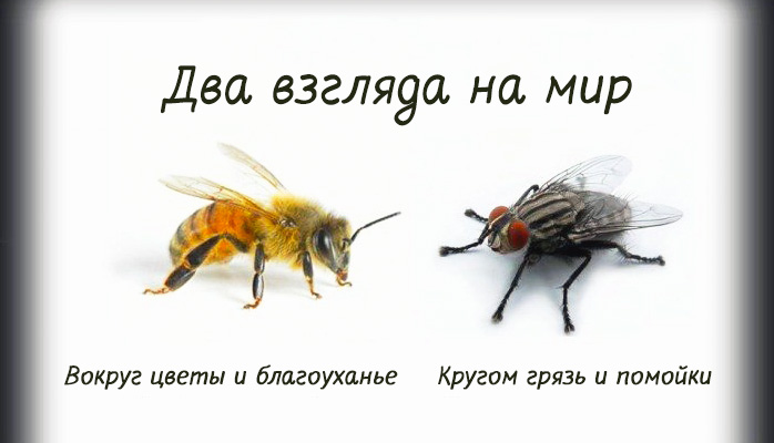 bee-fly