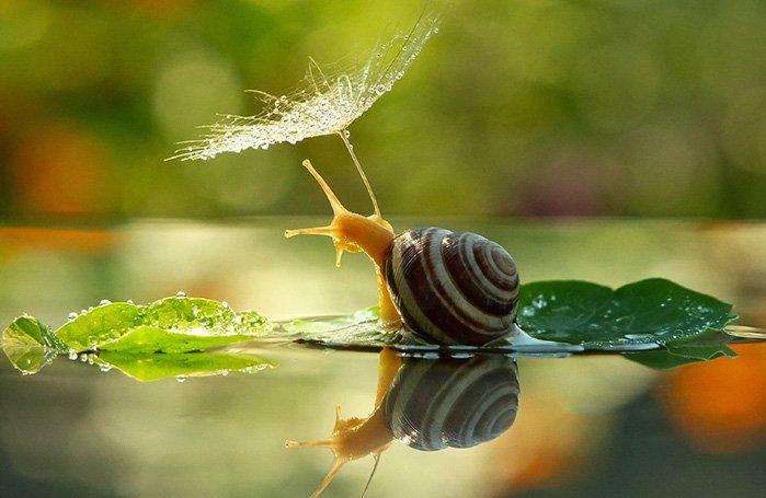 snail-rain